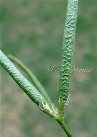 Legumes-Valves with reticulations